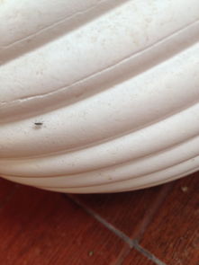 養(yǎng)花生白色的蟲子