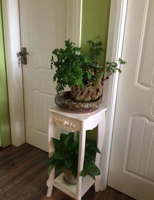 客廳窗臺養(yǎng)花大忌