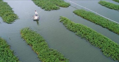 用化肥怎么養(yǎng)花鰱