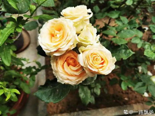 室內(nèi)養(yǎng)花要不要?dú)⑾x