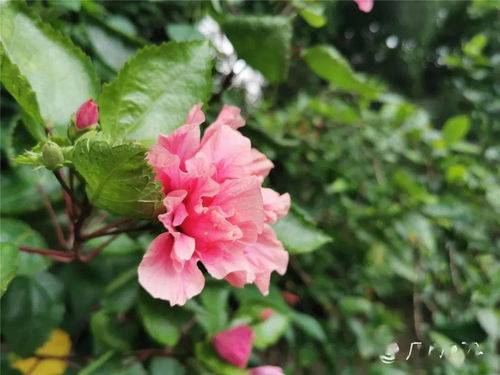 腦力勞動后養(yǎng)花