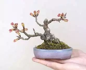 不宜室內(nèi)養(yǎng)花