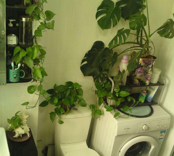 家里養(yǎng)花放在廁所好嗎