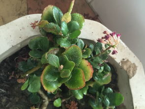 室內養(yǎng)花葉子生蟲子怎么治