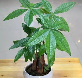 養(yǎng)花的過(guò)程一百字