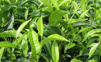 養(yǎng)花可以澆茶葉茶