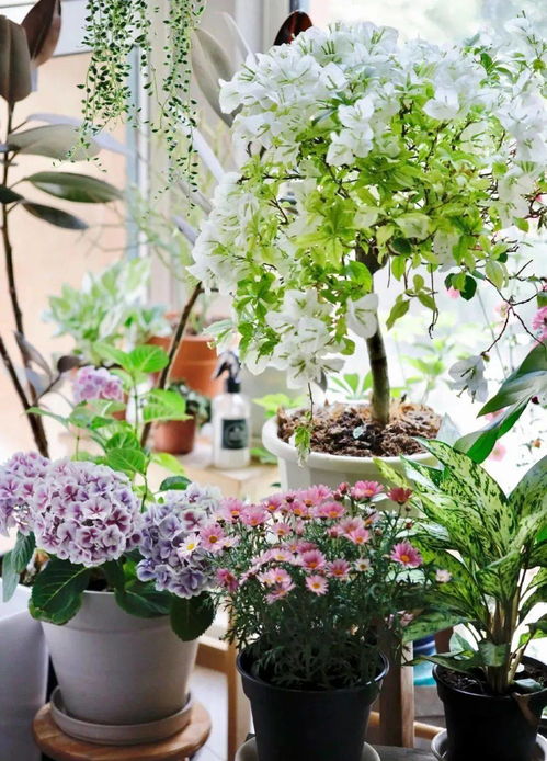 沈陽人喜歡養(yǎng)花