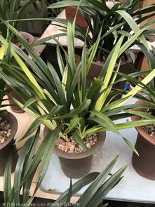 人們愛養(yǎng)花背景