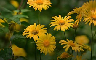 企業(yè)養(yǎng)花制度