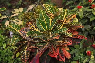 澆水養(yǎng)花作文