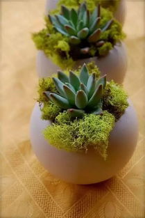 屋頂花瓶養(yǎng)花的效果如何