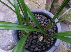 如何用羊糞雞糞養(yǎng)花