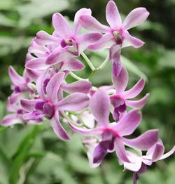 知乎在家養(yǎng)花