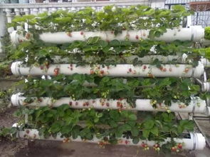 pvc管種菜養(yǎng)花