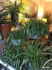 農(nóng)用尿素可以養(yǎng)花嗎