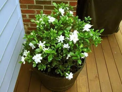 養(yǎng)花最疏松透氣的土怎么配置