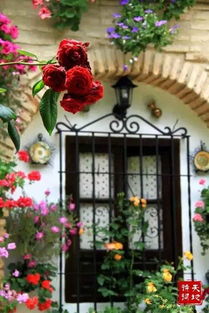 養(yǎng)花仿寫(xiě)閱讀養(yǎng)狗