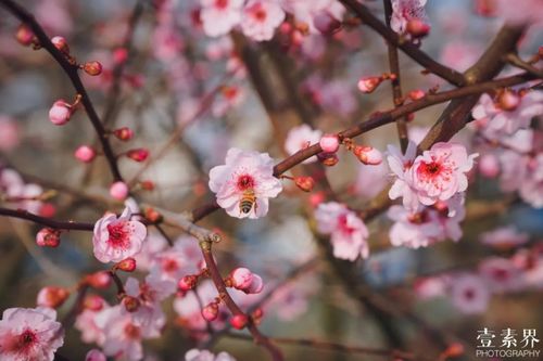 養(yǎng)蜂自己有必要養(yǎng)花嗎