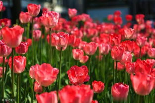 養(yǎng)花也是養(yǎng)心的句子