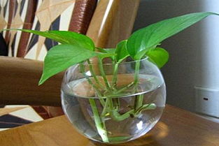 水養(yǎng)花卉營(yíng)養(yǎng)液的配制