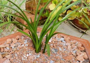 紅磚鋪地養(yǎng)花