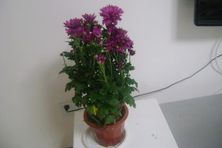 作文虎皮蘭的養(yǎng)花趣事