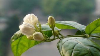 夏天樓上養(yǎng)花好嗎