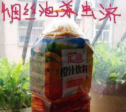 家中養(yǎng)花草有小飛蠅怎么辦