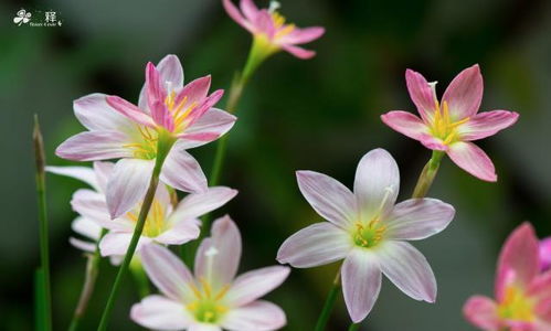 我是一個(gè)養(yǎng)花哥