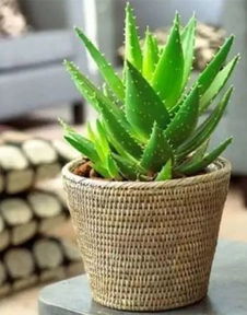 冬天室內(nèi)養(yǎng)花好不好