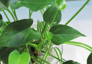 怎么樣養(yǎng)花長的好處