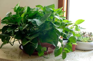 家里養(yǎng)花綠蘿好不好