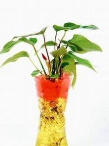 水晶土怎么養(yǎng)花