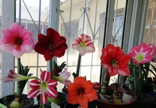 夏季怎樣養(yǎng)花水不臭