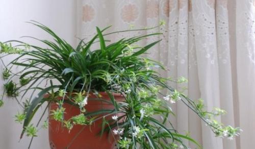 養(yǎng)花能吸屋里的甲醛