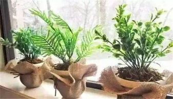 稱贊他是個(gè)養(yǎng)花能手