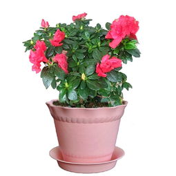 養(yǎng)花的水為什么要放幾天