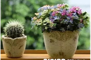 洛陽哪里有學養(yǎng)花技術