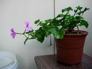 家里養(yǎng)花會(huì)的哮喘