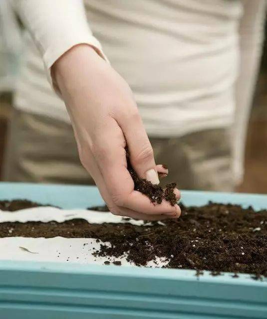 頭痛粉能不能用來養(yǎng)花