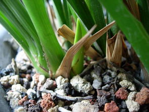 泡沫養(yǎng)花可以墊底嗎