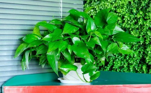 黃豆肥養(yǎng)花怎么做肥料