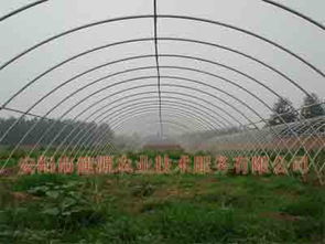 專業(yè)建造養(yǎng)花大棚