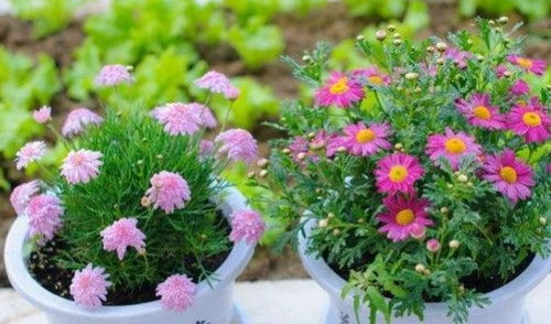 怎樣用稻谷殼養(yǎng)花