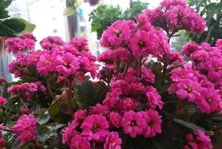 長壽花的養(yǎng)花經(jīng)驗