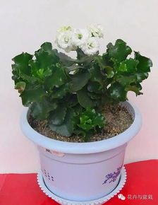 養(yǎng)花水放太多了