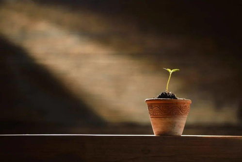 養(yǎng)花的英文翻譯