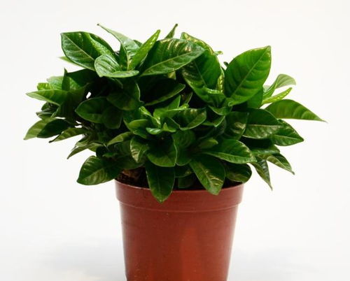 養(yǎng)花需細(xì)心體現(xiàn)在哪些方面