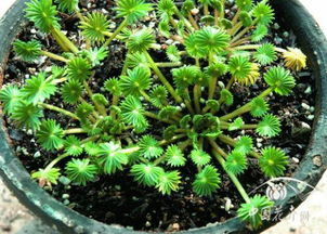 珍珠巖養(yǎng)花有什么用處