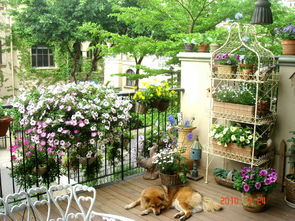 陽臺養(yǎng)花放的低